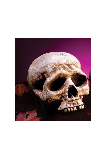 Коричневый декоративный череп 20 см
