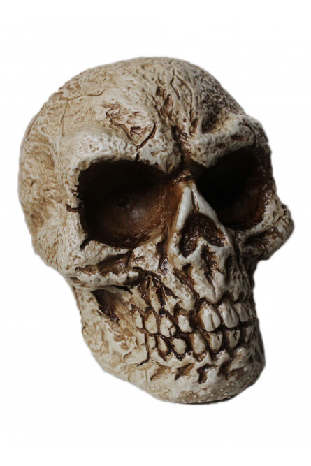 Древний череп