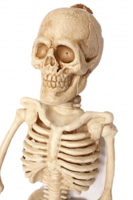 Скелет 105 см