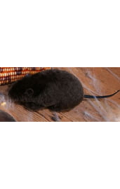 Чёрная плюшевая крыска 15 см