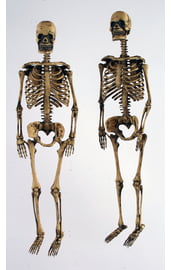 Фигурки старых скелетов