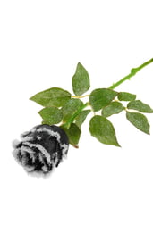 Готическая черная роза
