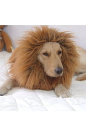 Грива льва для собак