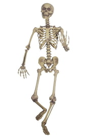 Подвесной скелет 160 см