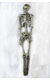 Пластиковый подвесной скелет
