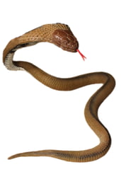 Большая коричневая Змея