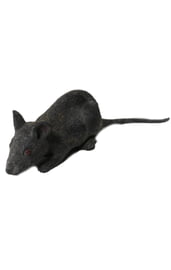 Черная крыса