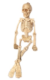 Скелет 105 см