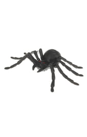 Черный блестящий паук
